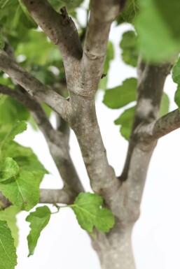 Feigenbaum / Ficus Carica bonsai 100-125 Topf