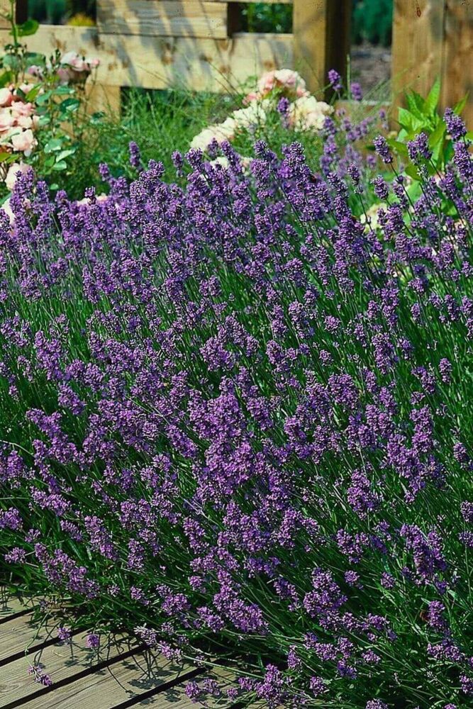 Die Gartensaison startet jetzt: Zeit, Ihren Garten zum Leben zu erwecken!