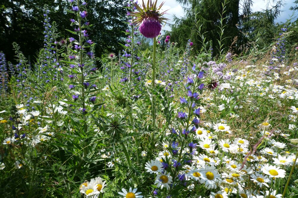 Warum heimische Pflanzen für einen nachhaltigen Garten unverzichtbar sind