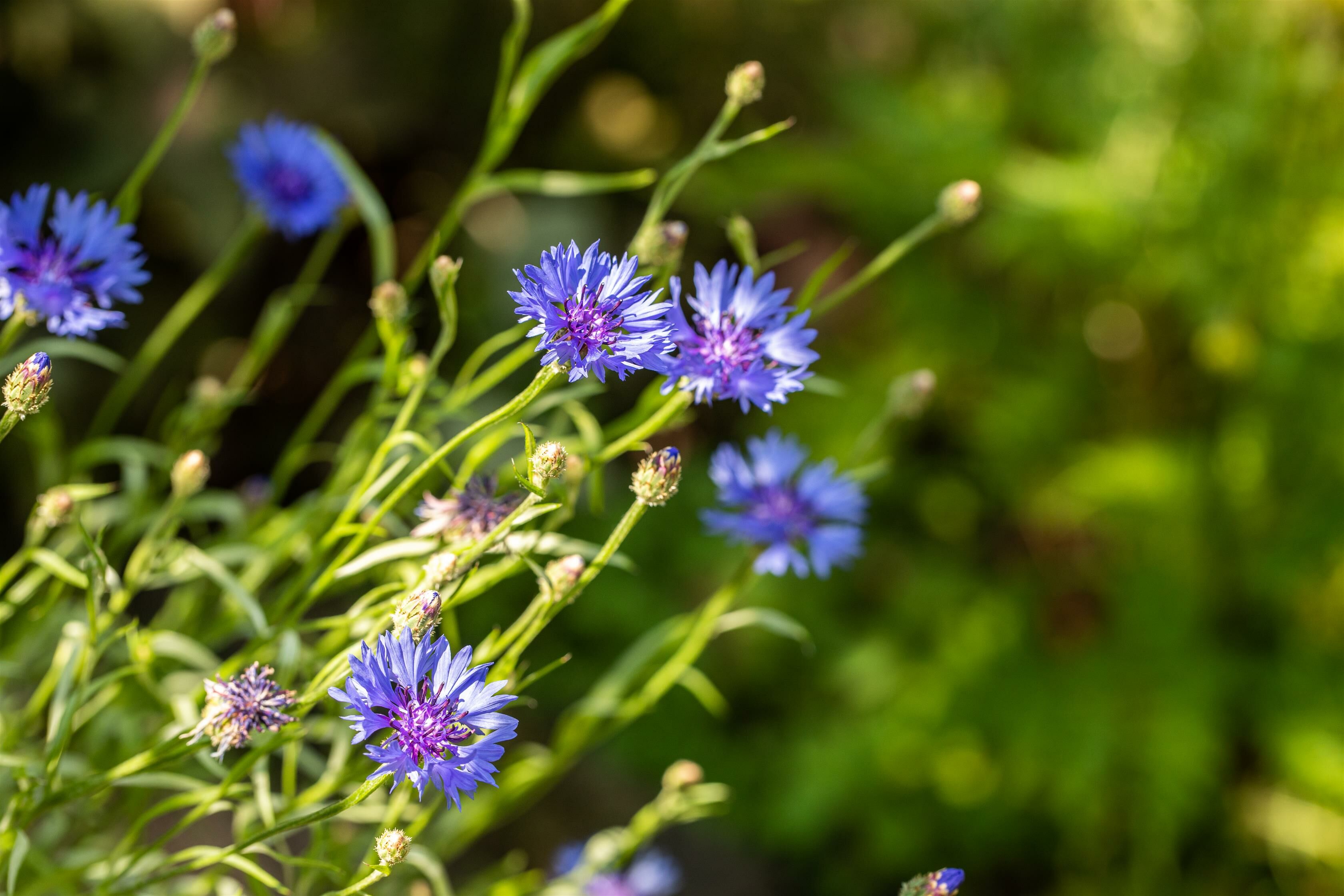 Warum heimische Pflanzen für einen nachhaltigen Garten unverzichtbar sind