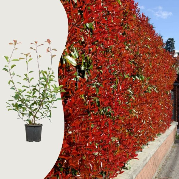 Photinia  Photinia