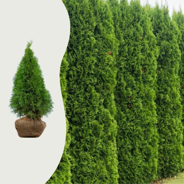 Thuja Thuja